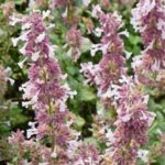 Nepeta Whispurr Pink