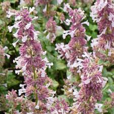 Nepeta Whispurr Pink