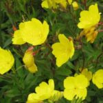 Oenothera tetragona