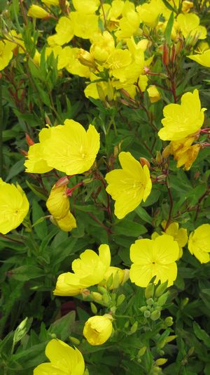 Oenothera tetragona