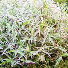 Oplismenus hirtellus Variegata Basket Grass