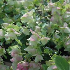 Oregano Kent Beauty