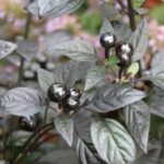 Ornamental Pepper Black Pearl
