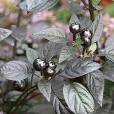 Ornamental Pepper Black Pearl