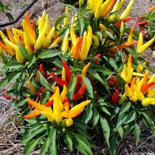 Ornamental Pepper Chily Chili