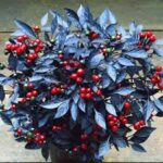 Ornamental Pepper Onyx Red