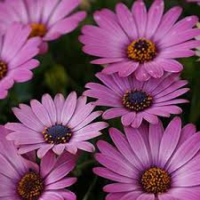 Osteospermum Margarita Dark Pink