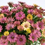 Osteospermum Osticade Twilight Moon