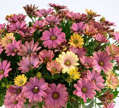 Osteospermum Osticade Twilight Moon