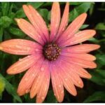 Osteospermum Serenity Bronze