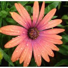 Osteospermum Serenity Bronze