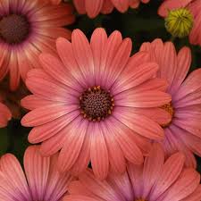 Osteospermum Serenity Coral Magic