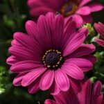 Osteospermum Serenity Dark Purple
