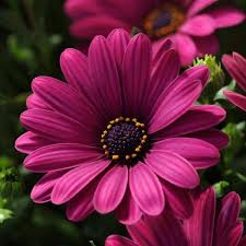 Osteospermum Serenity Dark Purple