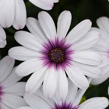 Osteospermum Serenity Lavender Frost