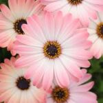 Osteospermum Serenity Pink Magic