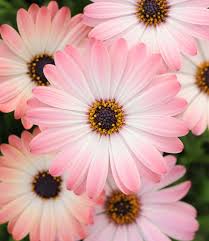 Osteospermum Serenity Pink Magic