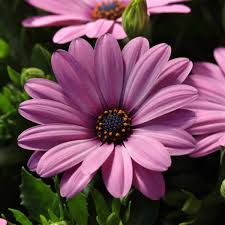 Osteospermum Serenity Pink