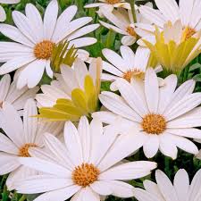 Osteospermum Voltage White