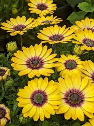 Osteospermum Zion Morning Sun