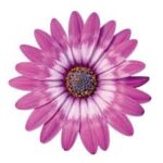 Osteospermum Zion Violet Feathers