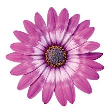 Osteospermum Zion Violet Feathers