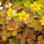 Oxalis vulcanicol Molten Lava