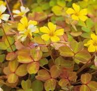 Oxalis vulcanicol Molten Lava