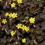 Oxalis vulcanicola Zinfandel