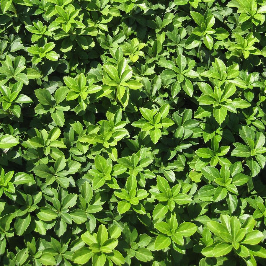 Pachysandra Green Carpet