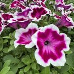 Petunia Painted Love Purple