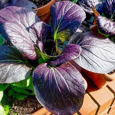 Pak Choi Red Choi