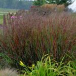 Grass- Panicum virgatum Cheyenne Sky