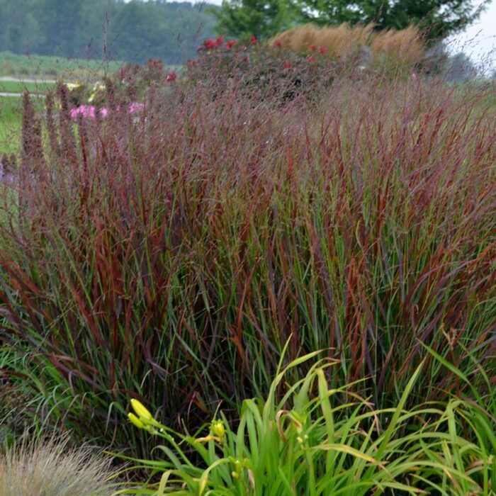 Grass- Panicum virgatum Cheyenne Sky