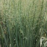 Grass- Panicum virgatum Northwind