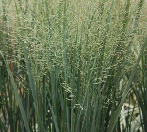 Panicum virgatum ‘Northwind’