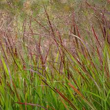 Panicum virgatum ‘Shenandoah’