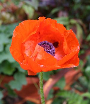 Papaver orientale Brilliant
