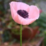 Papaver orientale Princess Victoria Louise