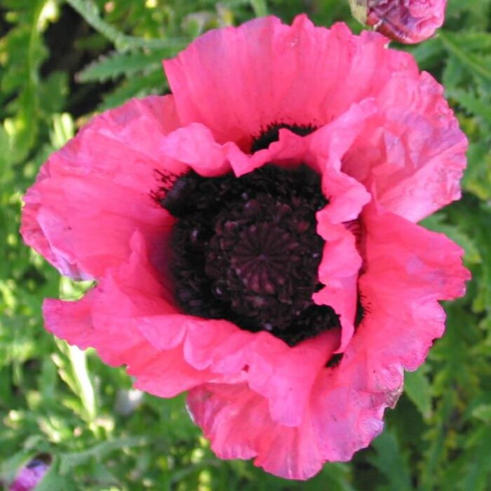 Papaver orientale Raspberry Queen