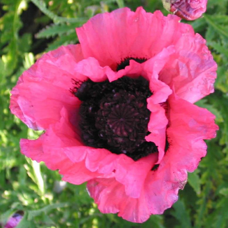 Papaver orientale Raspberry Queen