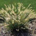 Grass- Pennisetum alopecuroides Hameln
