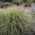 Grass- Pennisetum alopecuroides Red Head