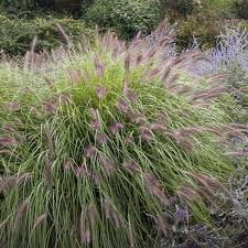 Pennisetum alopecuroides ‘Red Head’
