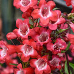 Penstemon Cherry Sparks