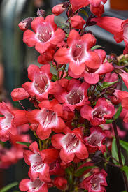 Penstemon ‘Cherry Sparks’