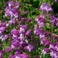 Penstemon Pikes Peak Purple