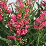 Penstemon barbatus Rock Candy Ruby