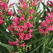 Penstemon Rock Candy Ruby