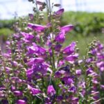Penstemon barbatus Prairie Dusk